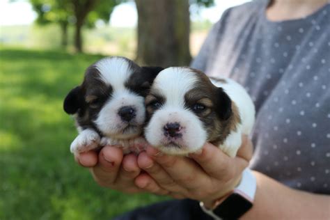 Contact information for gry-puzzle.pl - Available Now Mini Australian Shepherd 8.3lb Neptune $ 1,995.00 Available Now Bichapoo 3.8lb Lance $ 1,695.00 Available Now Havapoo 2.6lb Betty F1B $ 995.00 Available Now Mini Sheepadoodle 8.8lb Zeus $ 2,195.00 Available Now Poodle 4.6lb Zippy $ 2,195.00 Available Now Poodle 5.2lb Sabrina $ 1,395.00 Available 8/31/2023 Teddy Bear 3.3lb Snow 